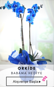 Mavi Orkide